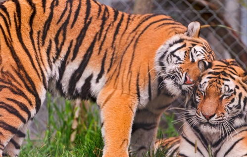 私人养老虎最多的国家,家养数量多于全球野生数量,不是迪拜