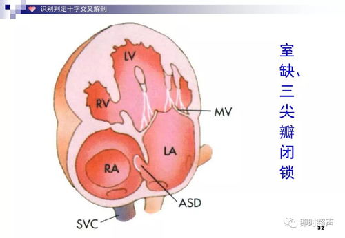 胎儿的心脏和成人的一样吗