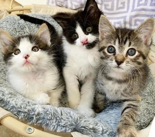 三只流浪小猫一起找新家,可是其中两只猫咪有身体缺陷,结局暖哭