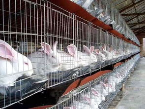 供应獭兔养殖成本 优质獭兔 法系獭兔价格 种公兔价格 