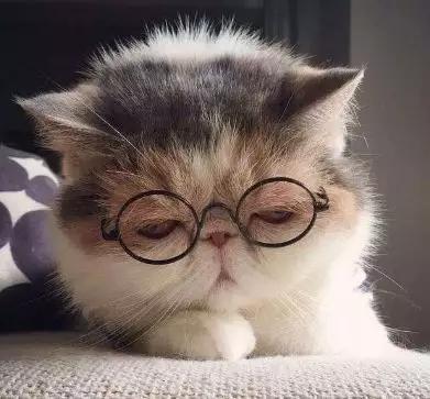 猫咪戴眼镜头像 