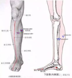 跪求脚部骨骼图 信息阅读欣赏 信息村 K0w0m Com