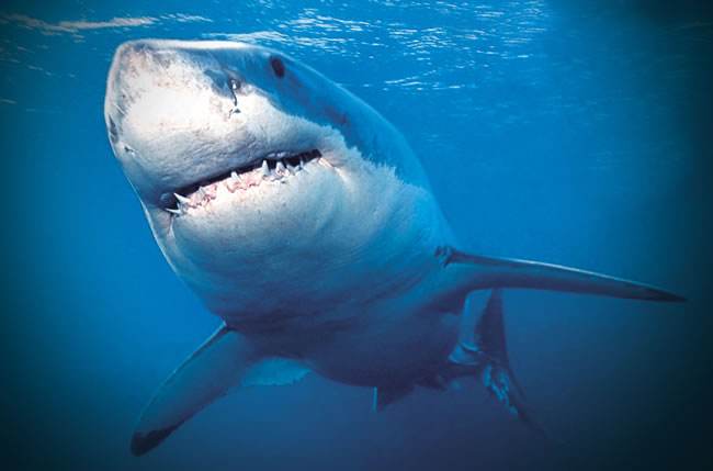 鲨鱼能够称霸海洋 恐龙灭绝是前提