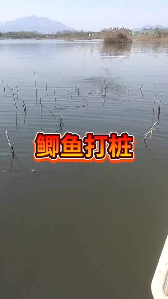 钓鱼技巧,鲫鱼打桩 