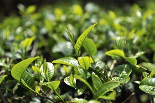 茶叶子可以发芽吗,茶叶籽陈年的可以发芽吗？