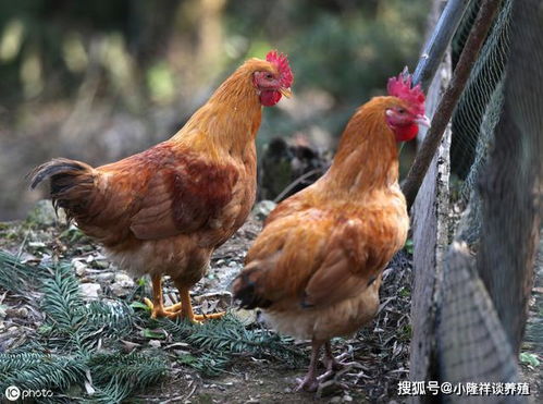 为什么鸡会出现刨料 原因主要有三点,养殖户做好预防很关键