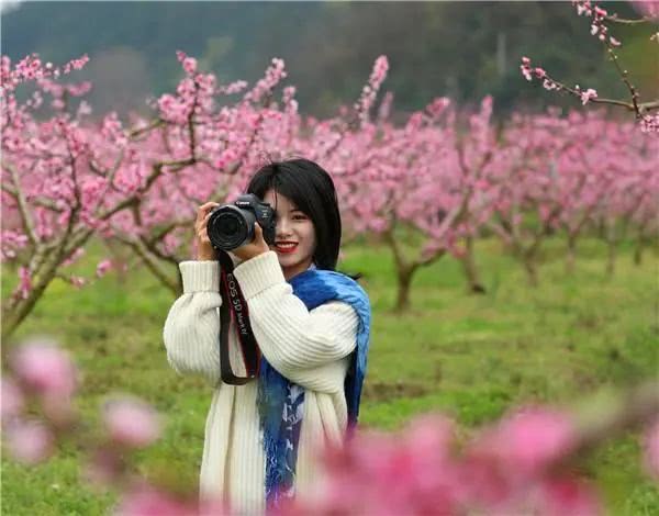 桃花坞里桃花庵,桃花树下桃花仙