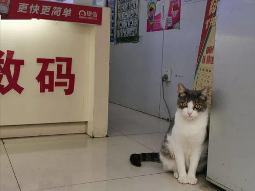 顺昌路的店猫都叫一个名字