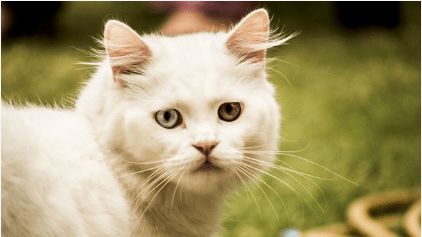 如何预防猫猫高脂血症