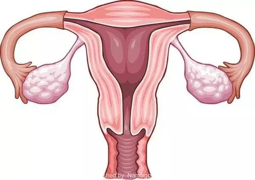 卵巢储备功能下降\卵巢早衰影响试管成功促排获卵吗？