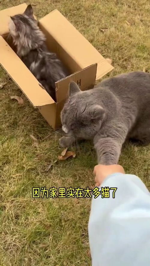 给小猫咪起什么名字好呢小猫咪终于有家啦 