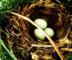 家雀之巢与蛋,家雀之巢与蛋图片 