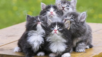 可爱小猫宠物动物世界猫猫动态图片下载素材 装饰图案 