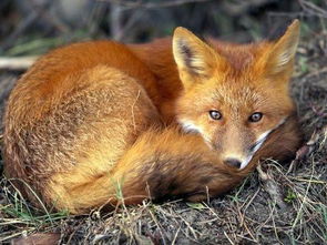梦见一只漂亮红狐狸(梦见一只漂亮红狐狸在家里)