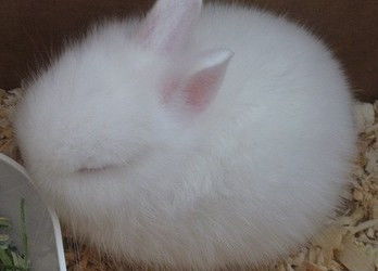 短耳朵兔子 