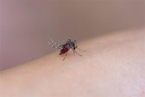 研究人员发现神奇新机制 蚊子居然能用腿部 试毒