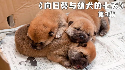 看一次哭一次,日本狗狗无人收养,只能活七天 