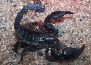 家养常见的宠物蝎子品种大全 