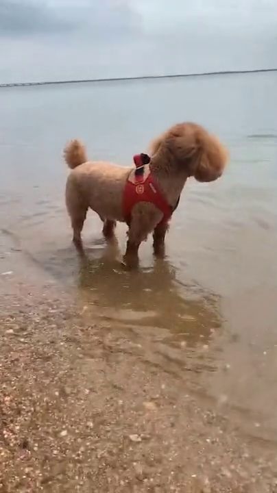 看狗子在海边玩的多么潇洒,这个泰迪实在是太可爱了 