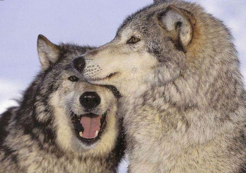 教你如何分辨狼和哈士奇,给一巴掌,咬你的是狼,和你吵架是二哈 