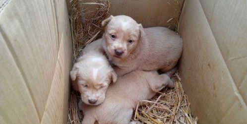 农户的母狗生下3只小狗后失踪,女子抚养三只小狗变成 准妈妈