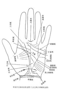 手中3条线分别代表什么