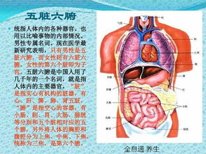 全息通调理原理 脏腑与经络同调 气血 