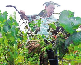 葡萄树冬天掉完叶子干枯了会死吗 