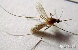 太多人不知道蚊子怕什么 教你一个驱赶蚊子的土方法 晚上开窗睡觉都不怕 