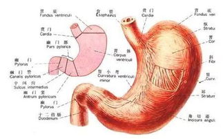 关于胃的医学小知识
