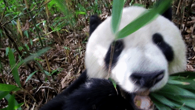 中国首批 大熊猫国家公园成立 涉及汉中这里