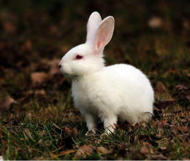小白兔可以取什么名字（小白兔可以取什么名字?）