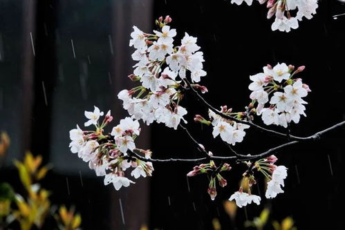 赏樱花,萧山这个地方打卡的人最多 晴天雨天都好看