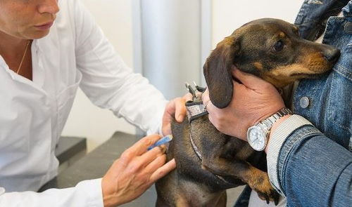狗狗接种疫苗打一针就完了 不,事情没有那么简单