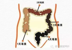 减肥消脂,清毒素排宿便,晨起后喝水加点它,非常简单