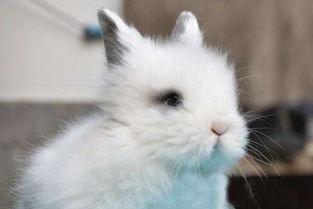 猫猫兔粘人还是垂耳兔,猫猫兔和垂耳兔哪个品种更好