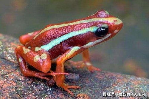 自然界最漂亮的青蛙 颜色多种多样,毒性一种比一种强