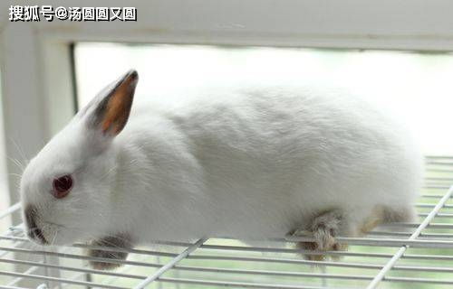 兔子拉特别小的粒粒是什么问题