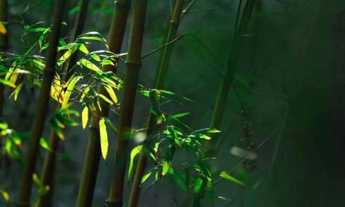 关于满园竹子的诗句