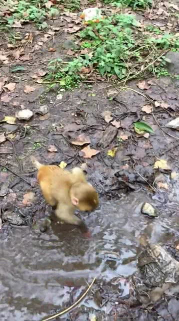 小糖宝在水里面捉泥鳅,太可爱了,这么小这么灵活 