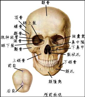 头骨解剖图 搜狗图片搜索