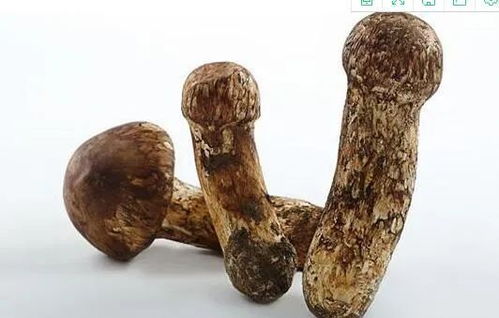 松茸菌的功效与作用及食用方法,松茸菌的功效与作用及食用方法