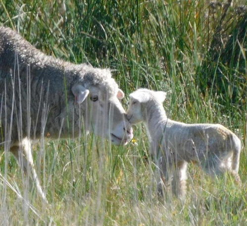这些被遗弃的小羊穿着连体毛衣,为世界各地的孤独者带来欢乐