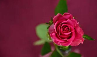 6朵玫瑰花的寓意和象征意义 6朵玫瑰适合表白吗