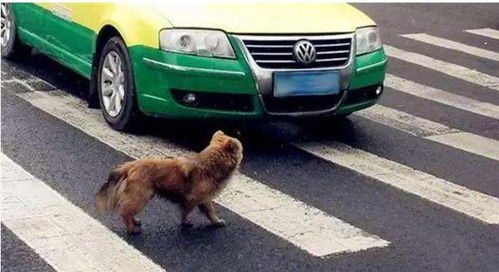 限制养犬区内饲养的禁养狗被撞死,肇事车主是否担责 