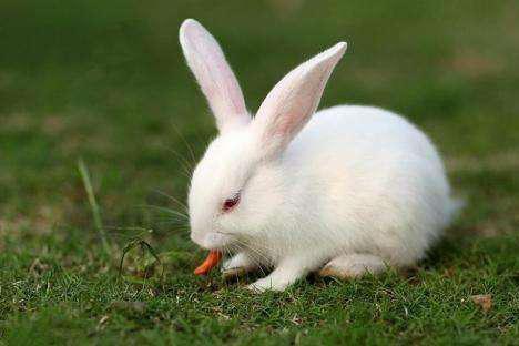 养兔经验分享 兔子能吃熟玉米吗 兔子吃可以不可以吃熟玉米