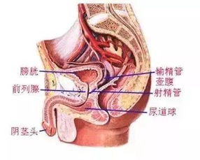 前列腺发来紧急求救信,每个人男人必须查收