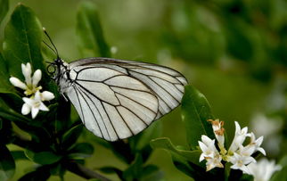 白色的蝴蝶是什么,白蝴蝶的寿命有多长，它的卵有多久才变成白蝴蝶？
