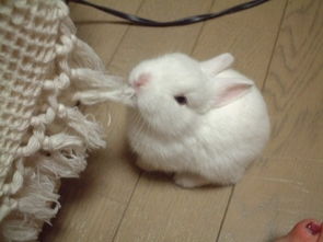 谁能告诉我,这只小兔子大概多少钱一只 
