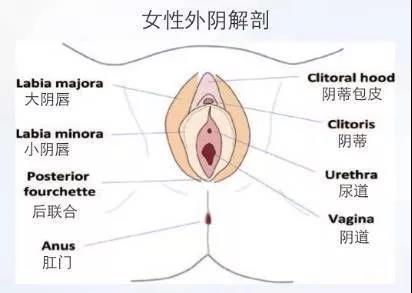 小阴唇整形术 塑造完美自我 散发女性魅力